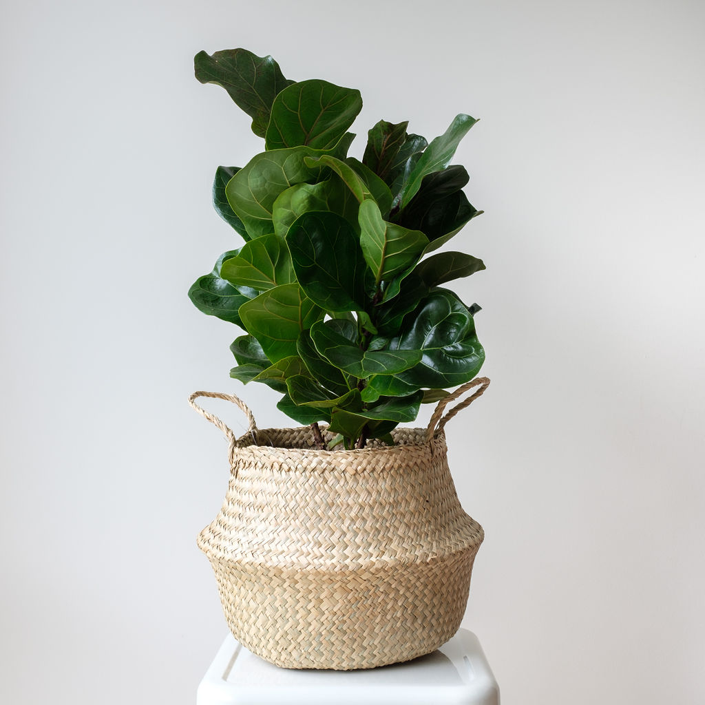 Fiddle Leaf Fig gift with woven basket from Melbourne florist
