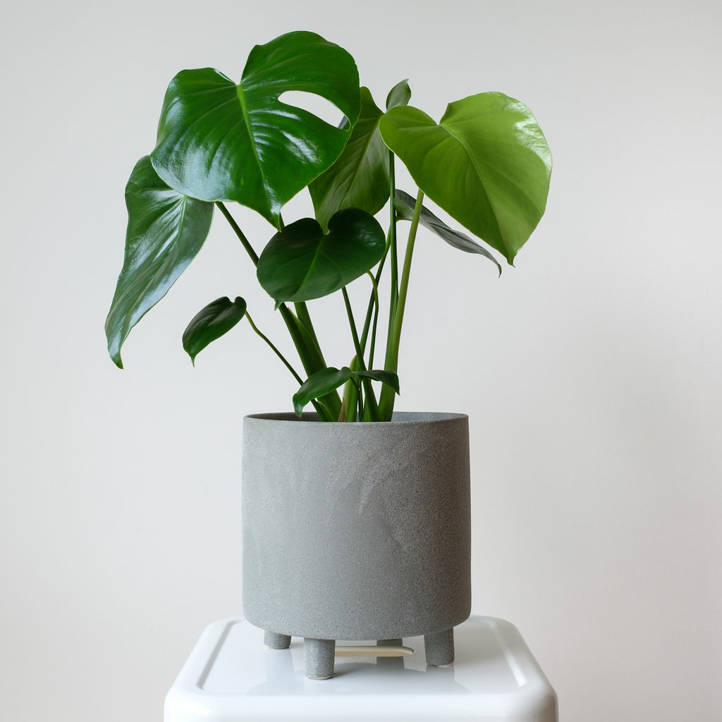 monstera deliciosa buy melbourne Monstera Plant in Ceramic Pot