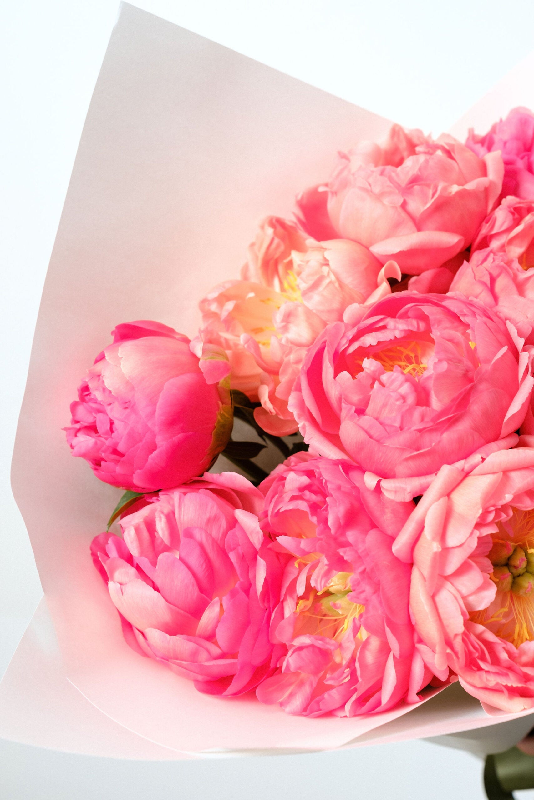 French Coral Charm peonies same day flower delivery Melbourne