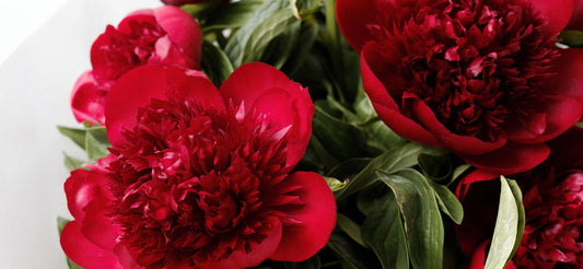 Burgundy Peonies