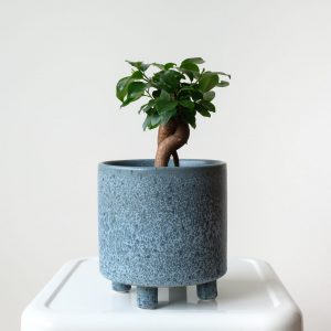 Bonsai blue pot