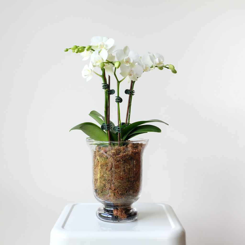 Lantern phalaenopsis orchid vase